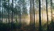 Wald in der Morgensonne